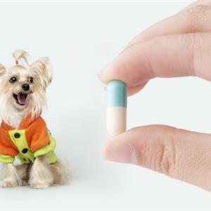 寵物醫生專業